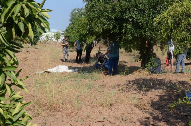 Aydın'da portakal bahçesinin bekçisi ölü bulundu