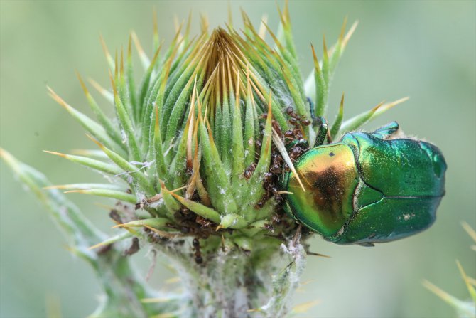 Iğdır'da altın böceklerinin beslenme anını AA kamerası görüntüledi
