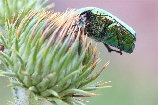 Iğdır'da altın böceklerinin beslenme anını AA kamerası görüntüledi