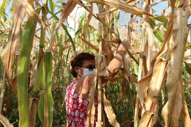Mersin'de boş arsalara ekilen mısırların hasadına başlandı