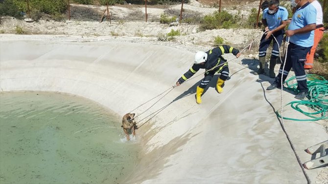 Mersin'de girdikleri yangın havuzunda çamura saplanan iki köpek kurtarıldı