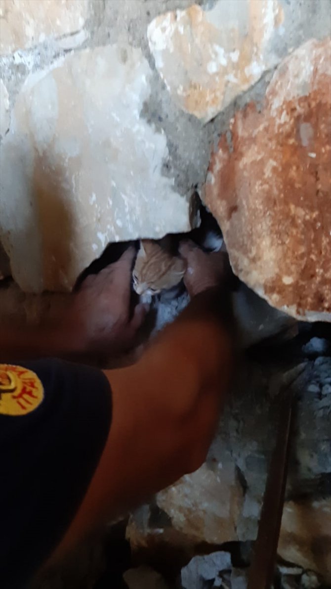 Muğla'da taş duvar arasında sıkışan kedi yavrusunu itfaiye kurtardı