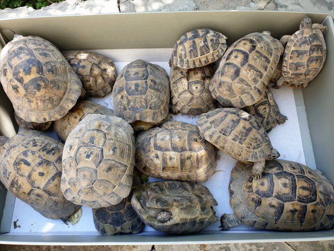 Osmaniye'de evin bahçesindeki 50 kaplumbağa doğaya bırakıldı