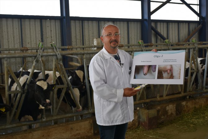 Hayvanlarda süt verimini etkileyen meme siğillerine karşı geliştirilen yerli merhemin üretimine başlandı