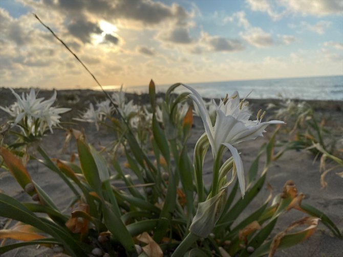 Nesli tükenmekte olan kum zambağı Kocaali sahillerini süslüyor
