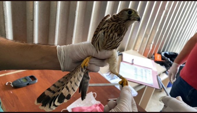 Afyonkarahisar'da tedavileri tamamlanan 14 kuş doğaya salındı