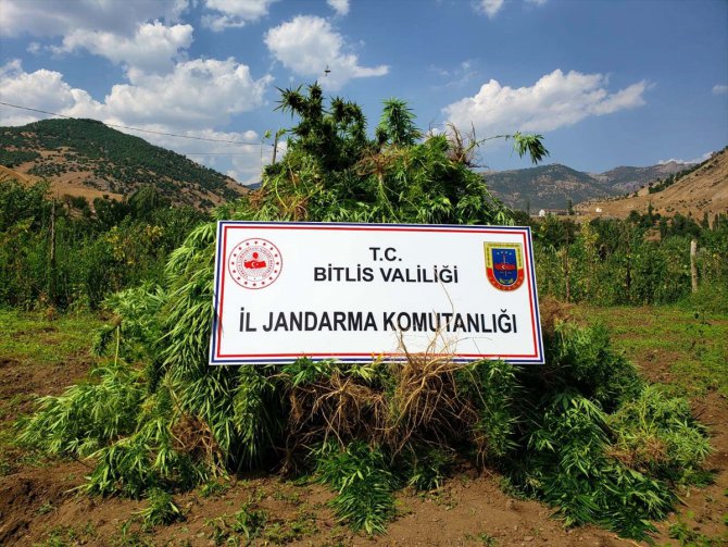 Bitlis'te 48 kilogram kubar esrar ile 3 bin 345 kök kenevir ele geçirildi