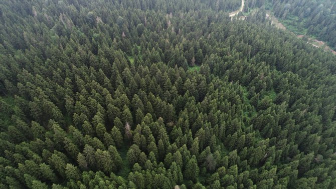 Ladin ormanlarını 65 bin faydalı böcek koruyacak