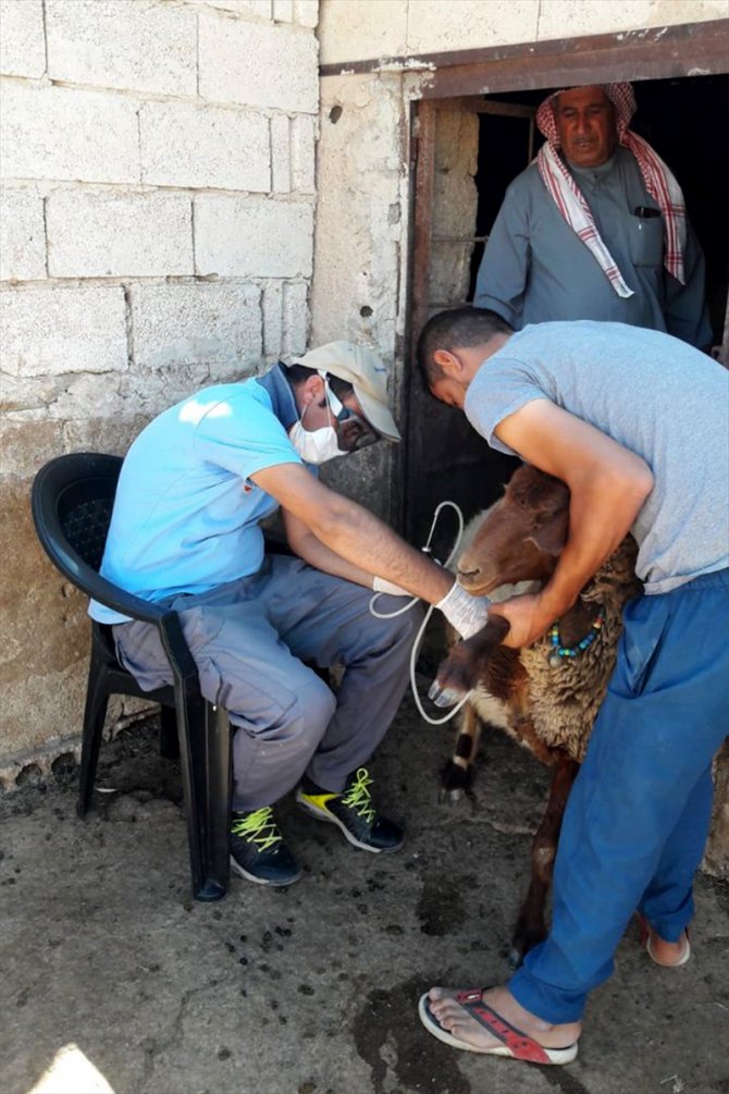Tel Abyad'da son 1,5 ayda yaklaşık 120 bin hayvana aşı yapıldı