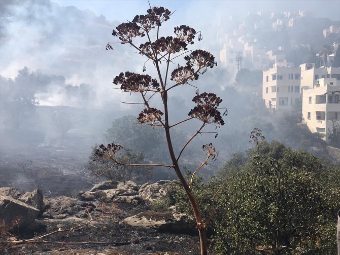 Bodrum'da evlere yakın alanda çıkan çalılık yangını söndürüldü