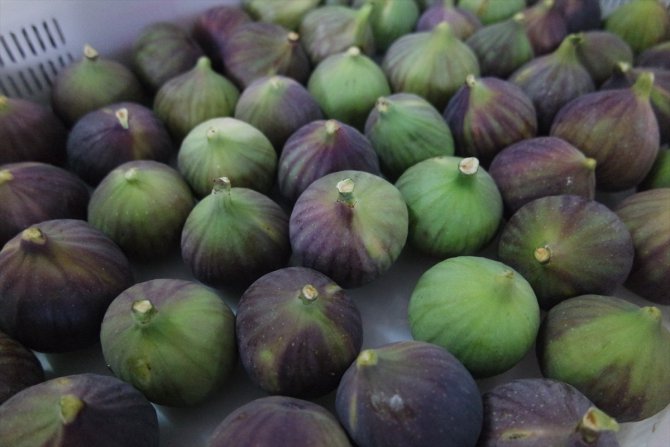 "Bursa siyahı" incirin ihracat yolculuğu başladı