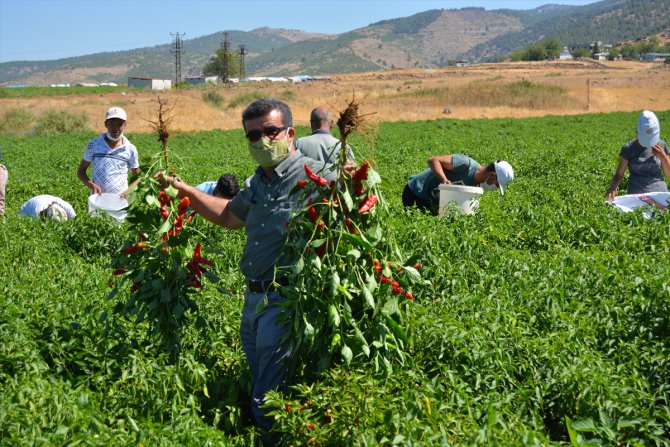 Gaziantep'te sofralık kırmızı biber hasadı başladı