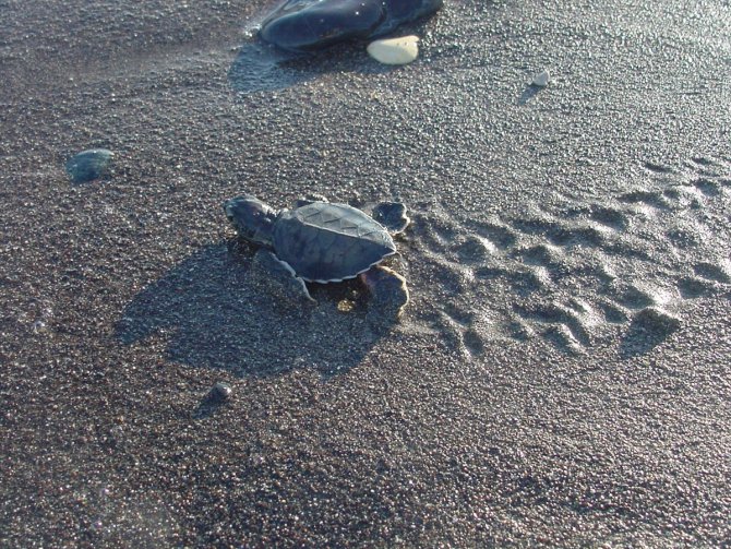 Mersin'de yavru deniz kaplumbağaları ODTÜ güvencesiyle ilk adımlarını atıyor