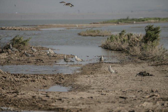 Reyhanlı Barajı "kuş cenneti" olma yolunda