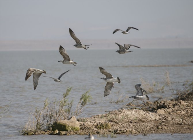 Reyhanlı Barajı "kuş cenneti" olma yolunda