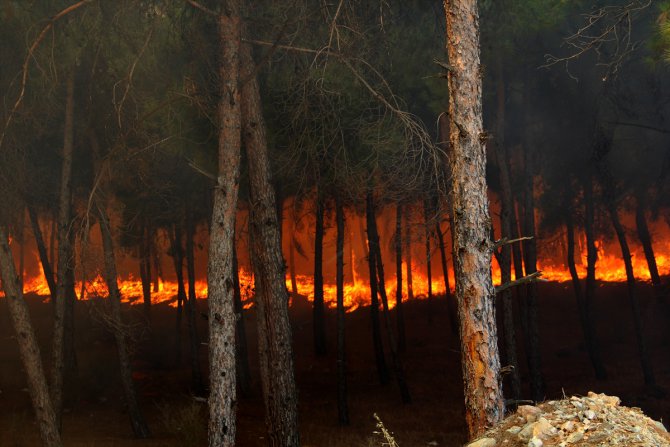 Hatay'da çıkan orman yangınında 5 hektar alan zarar gördü