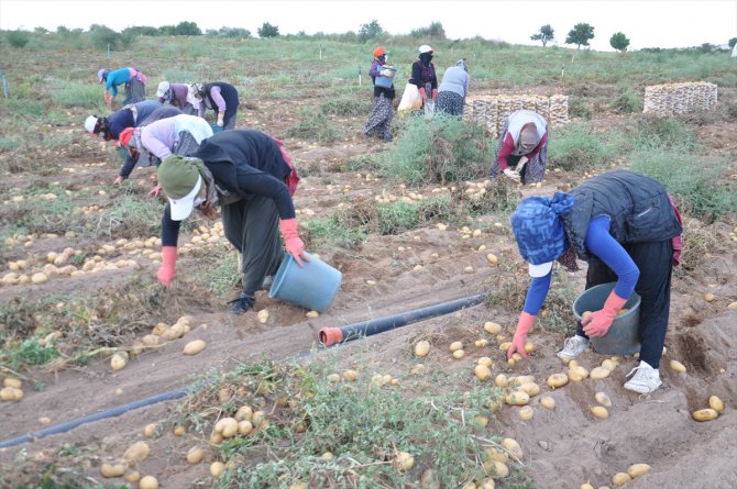 Nevşehir'de "patates hasadı tarla günü" etkinliği düzenlendi