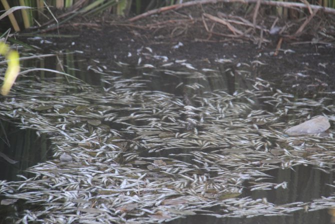 Beyşehir Gölü'ne dökülen çayda toplu balık ölümleri
