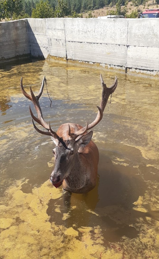 Denizli'de sulama havuzuna düşen geyik kurtarıldı