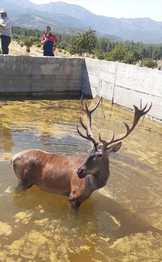 Denizli'de sulama havuzuna düşen geyik kurtarıldı