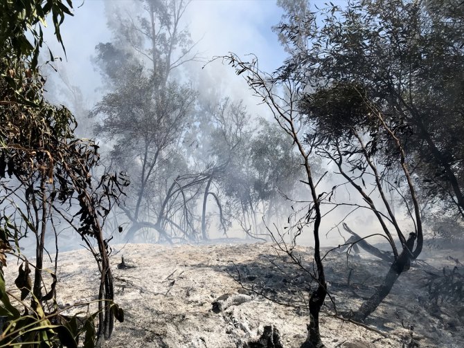 Muğla'da çıkan yangında okaliptüs ağaçlarının da bulunduğu 2 hektarlık alan zarar gördü