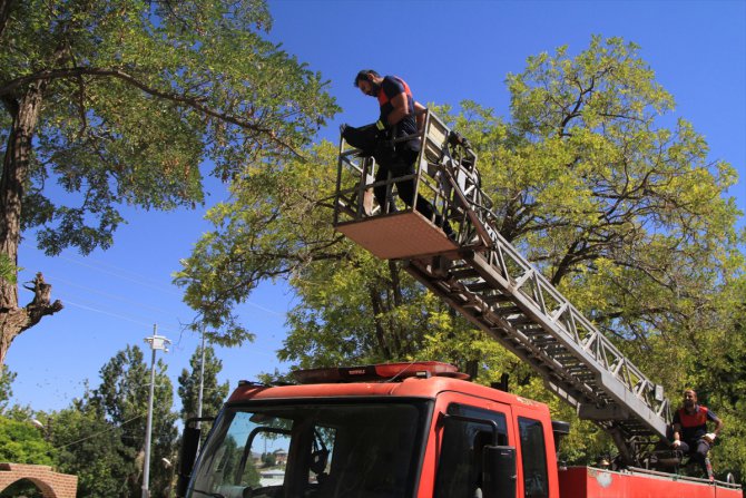 Ağaçta ayağı ipe dolanan kargayı itfaiye ekipleri kurtardı