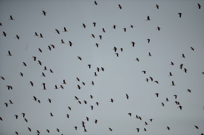 Eskişehir'de binlerce leyleğin göçü görsel şölen oluşturdu