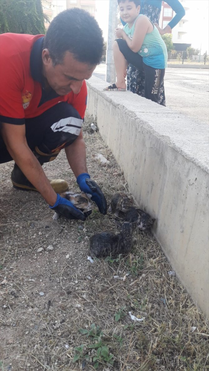 Mersin'de otomobilin motoruna giren 4 kedi yavrusu kurtarıldı