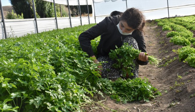 Erzurum'da devlet desteğiyle artan sebze üretimi Doğu'daki sofralara lezzet katıyor