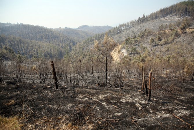 Adana'daki orman yangınında zarar gören alan ağaçlandırılacak