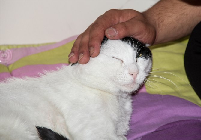 Sağlık personeli ile yaralı kedi arasında "siyah-beyaz" bir şefkat hikayesi