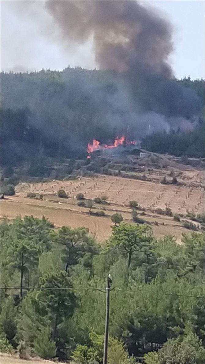GÜNCELLEME - Aydın'daki orman yangını kontrol altına alındı