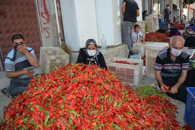 Gaziantep'te mevsimlik işçiler ekmeklerini "acı"dan çıkarıyor