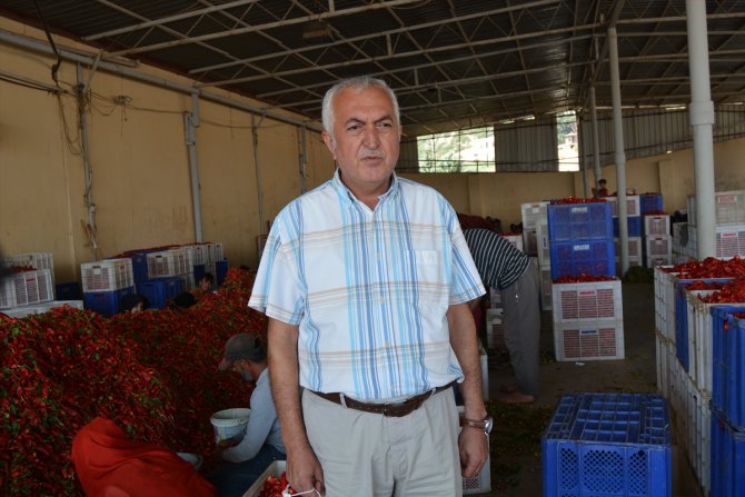 Gaziantep'te mevsimlik işçiler ekmeklerini "acı"dan çıkarıyor