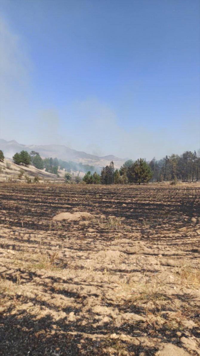 Konya'da anızların yakılması sonucu çıkan yangında 5 hektar ormanlık alan zarar gördü