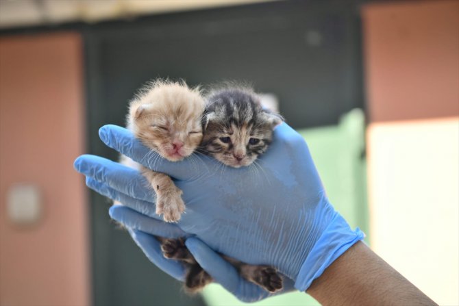 Molozların altındaki yavru kediler, belediye ekiplerince kurtarıldı