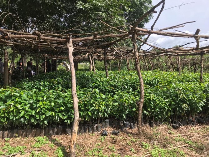TİKA'dan Batı Afrika ülkesi Gine'de kahve üretimi desteği