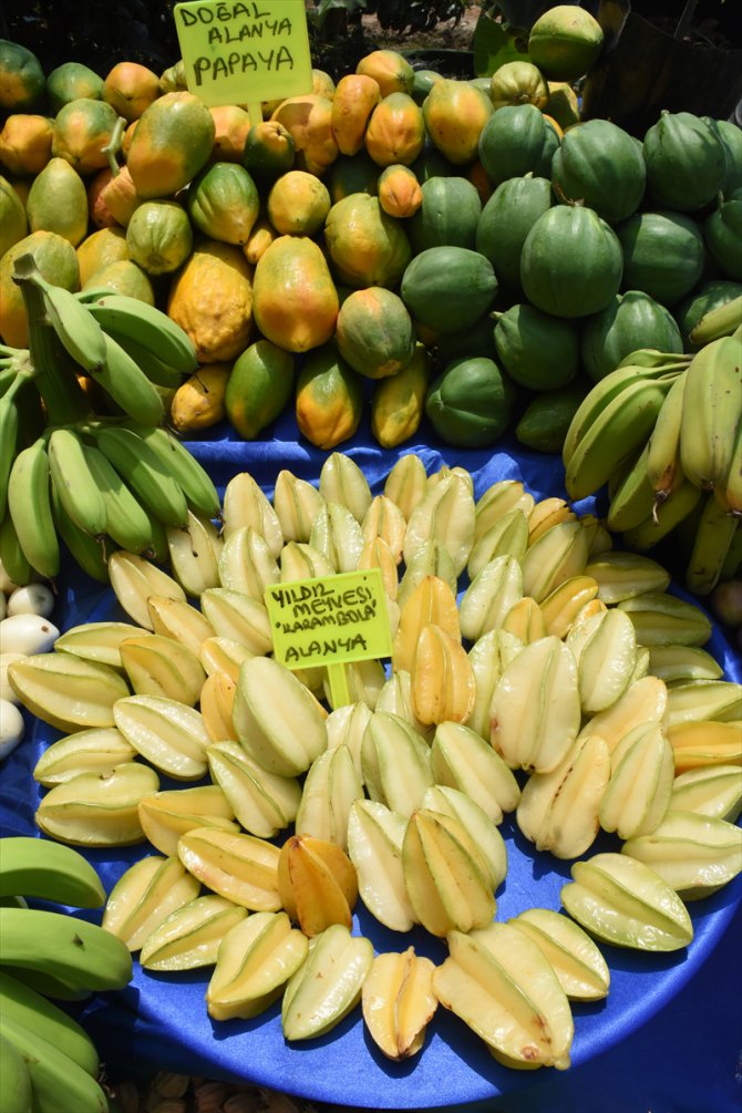 Tropikal meyve Alanyalı üreticinin kazanç kapısı oldu