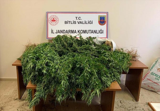 Bitlis'te 94 kilo 850 gram esrar ve 237 kök Hint keneviri ele geçirildi