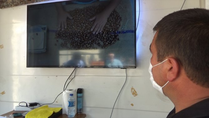 Toprak Mahsulleri Ofisi Bartın'da fındık üreticisinin yüzünü güldürüyor