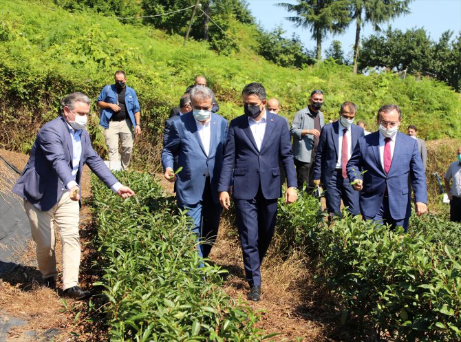 Tarım ve Orman Bakanı Pakdemirli, Ulusal Çay Konseyi Toplantısında konuştu: