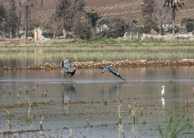 Reyhanlı Barajı'nın kuş envanterine 16 yeni tür eklendi