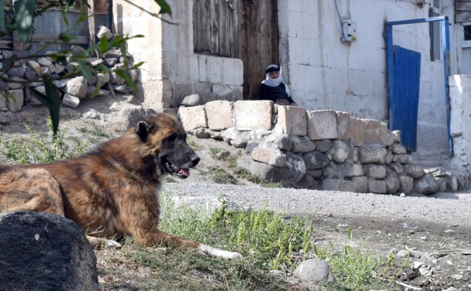 Baraj nedeniyle boşaltılan köyde sahipsiz kalan köpeklere vatandaşlar sahip çıkıyor