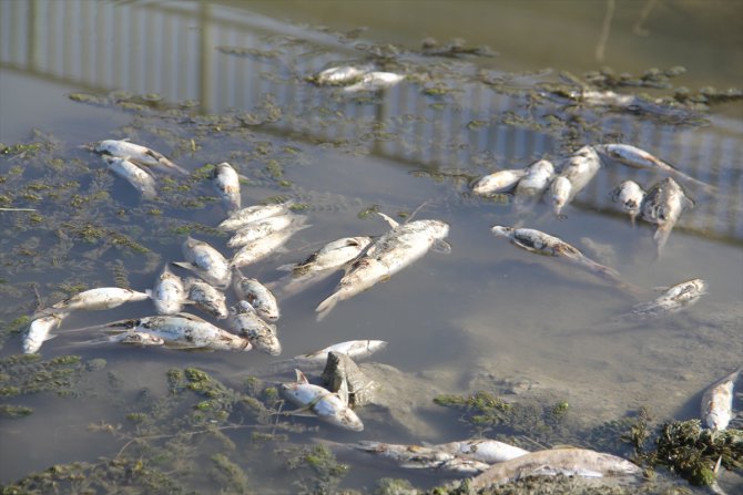 Hatay’da balık ölümleri yaşanan derede inceleme başlatıldı