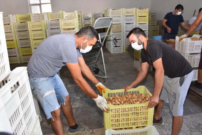 Tariş, kuru incir alım fiyatını ortalama yüzde 30 artırdığını açıkladı