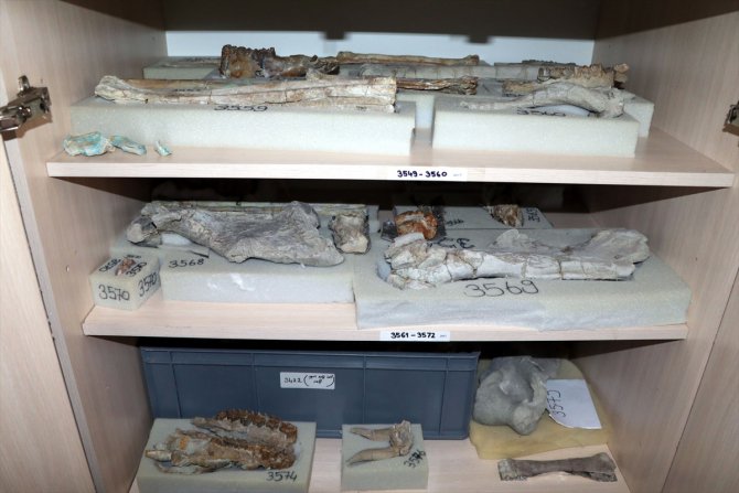 Salgın nedeniyle depoda çalışan arkeologlar fosil temizliği sırasında yeni türe ait diş buldu