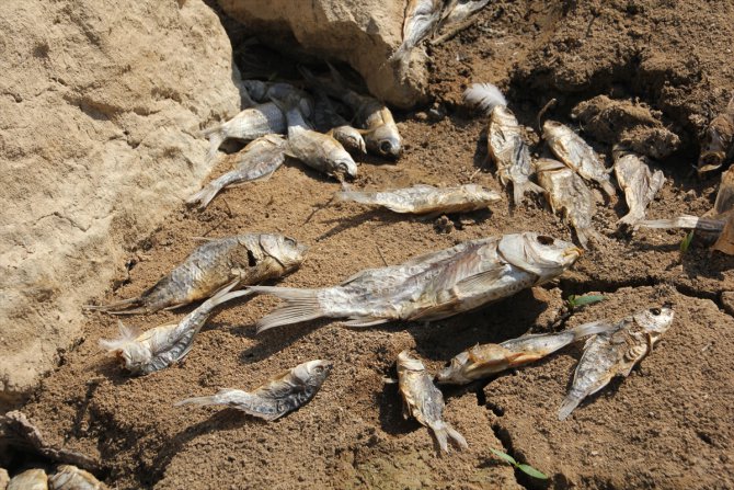Mersin'de balık ölümlerinin yaşandığı gölette inceleme başlatıldı