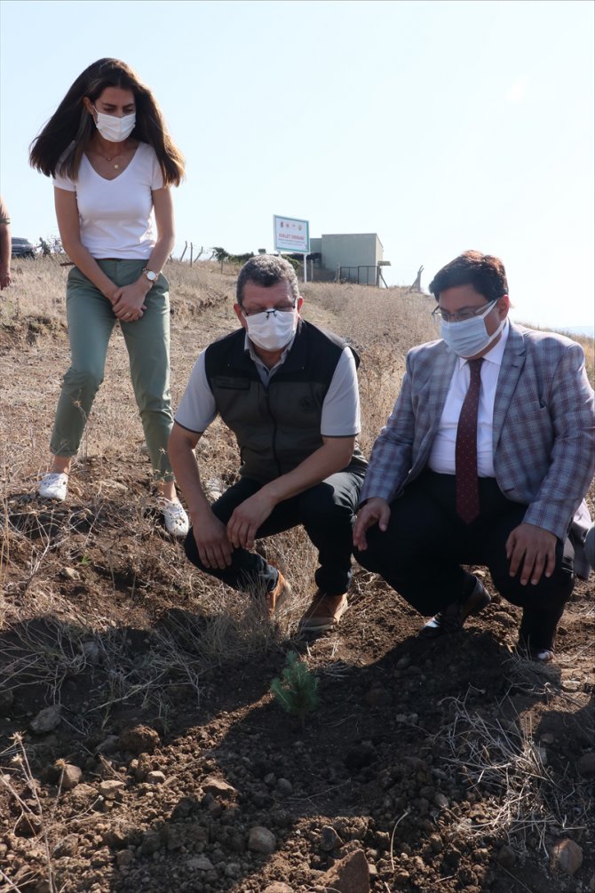 Samsun'da hükümlüler 465 bin metrekarelik alana fidan dikti
