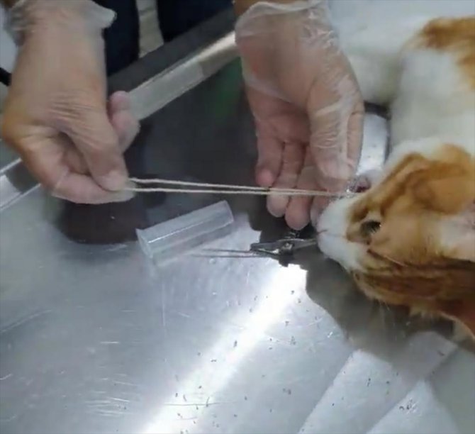 Zonguldak'ta kedinin yuttuğu 2 metrelik ip endoskopiyle çıkarıldı