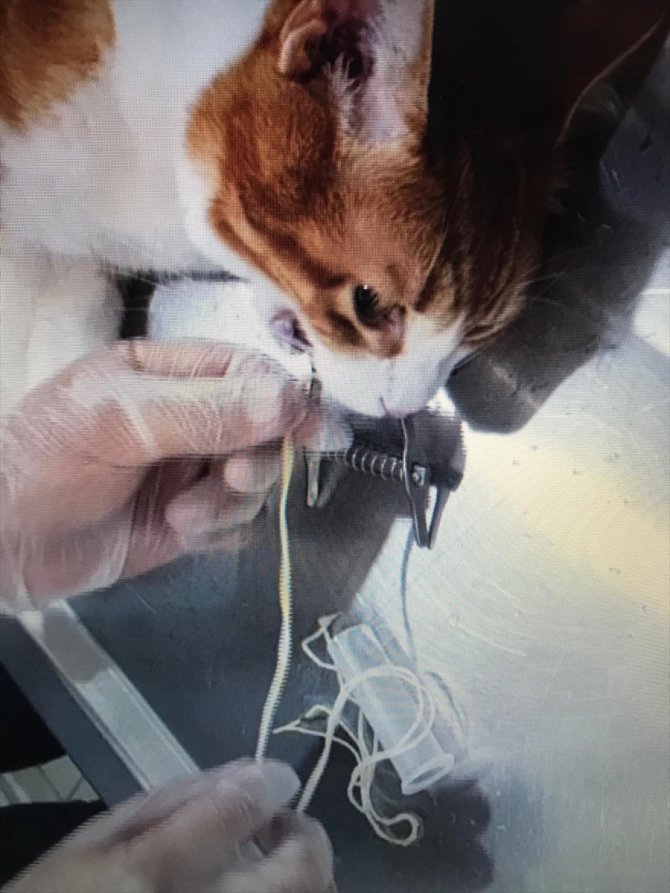 Zonguldak'ta kedinin yuttuğu 2 metrelik ip endoskopiyle çıkarıldı